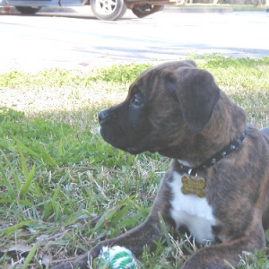 Bruiser at 10 weeks old.