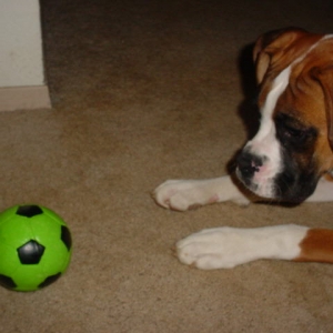 Tyson's favorite squeaky ball