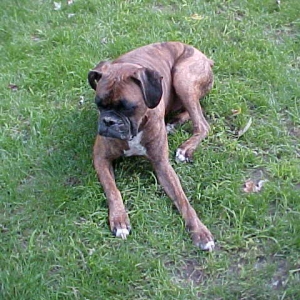 Gully,Gully, Good Boy