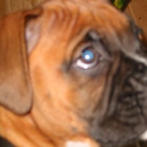 Tyson