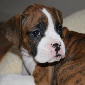 Gunnar's First Day Home