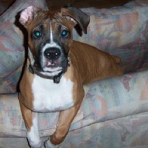 Bailey - 6 months old