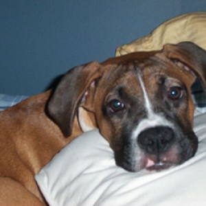 Bailey - 6 months old