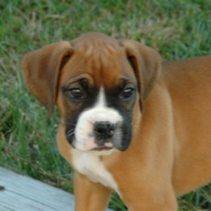 Jade 8wks