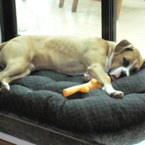New bed.