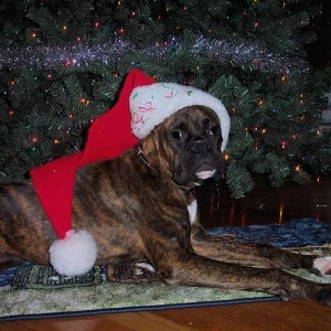 Merry Christmas (6 1/2 months old)