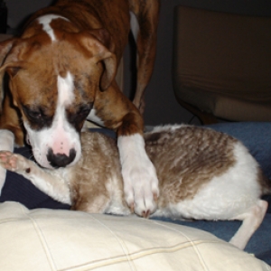 Copper eating Anglico