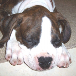 Buster2