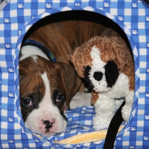 In the dog house...