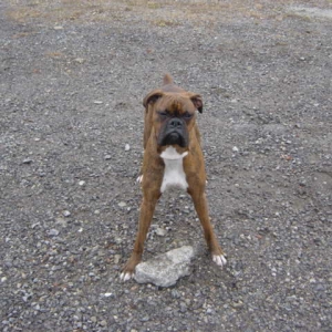 Brudus...Ready..To.. PLay!!