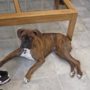 Brutus trying on sneakers