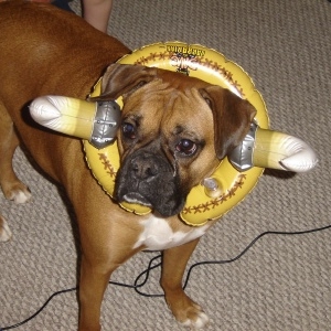 Our "Boxer-BULLdog"
