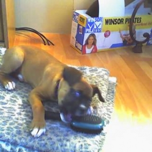 Sheba 9 1/2 weeks!