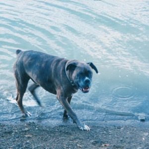 Gilroy's last lake trip