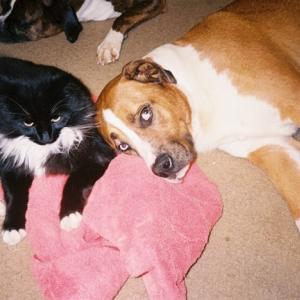 Theos (boxer/samoyed) and Rover