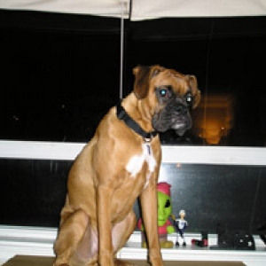 Window Wendel