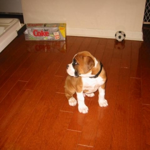 Ranger baby