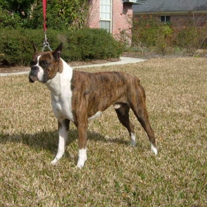 APOLLO