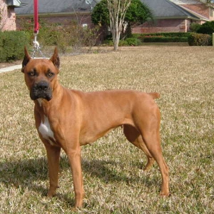 GRACIE