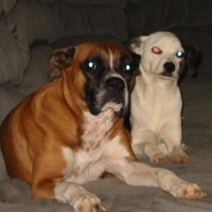 Stella And Bitsey