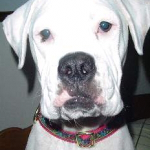 Close-up of the beautiful Annie girl