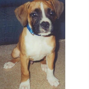 Baby Moucho