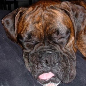 cabo_snoozing