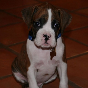 Gunnar @ 8 weeks