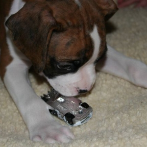Playing with hotwheels!
