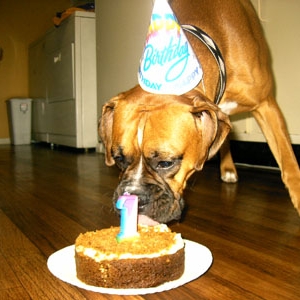 Brody - Eating Cake