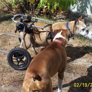 Cleo's new wheels