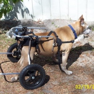 Cleo's new wheels