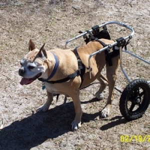 Cleo's new wheels - Mobile again