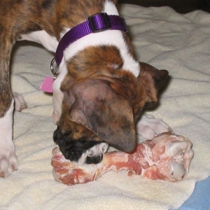 Ham Bone