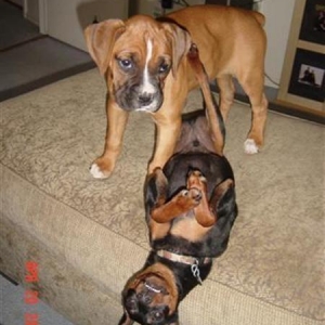 Kevlar the min pin & his new "sister" Siren the boxer
