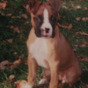 Young Shilo