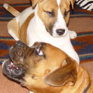 Daisy With our Foster Puppy