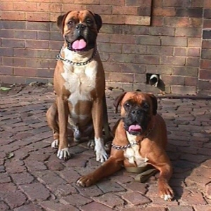 Sugar and Ray