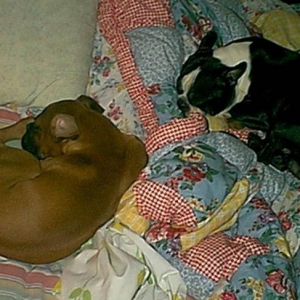 buddy & pugsy