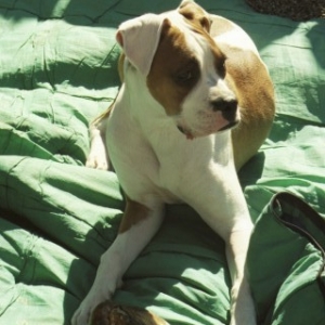 Rocky -