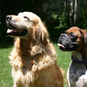 Peanut and her older "brother" Boady, summer of 2004 Aspen, CO