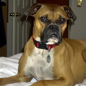 Dixie