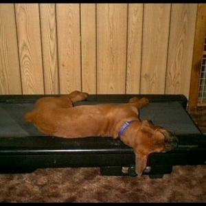 I'm Dog Tired