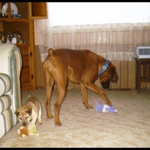 I Got a Toy Too!