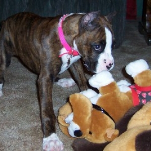 Roxie and her Valentine Bulldog