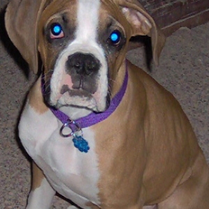 Bogart posing