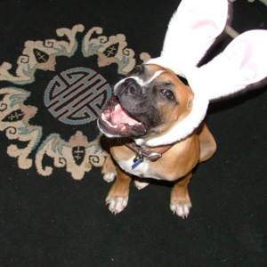 Buster Bunny