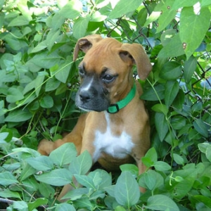 Pebbles Puppy