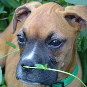 Pebbles Puppy II