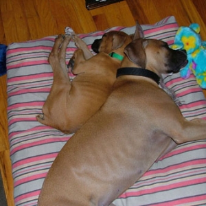 Buster and Pebbles